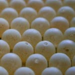 Bees Wax